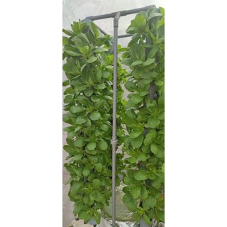 Dung dịch hữu cơ thế hệ mới