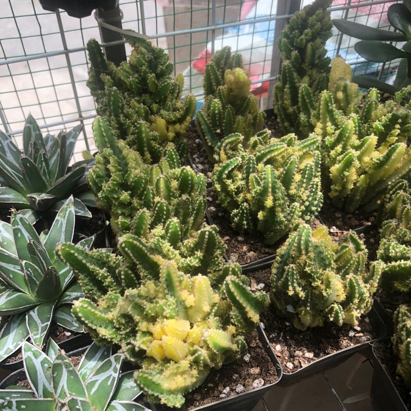 Xương rồng thanh sơn var