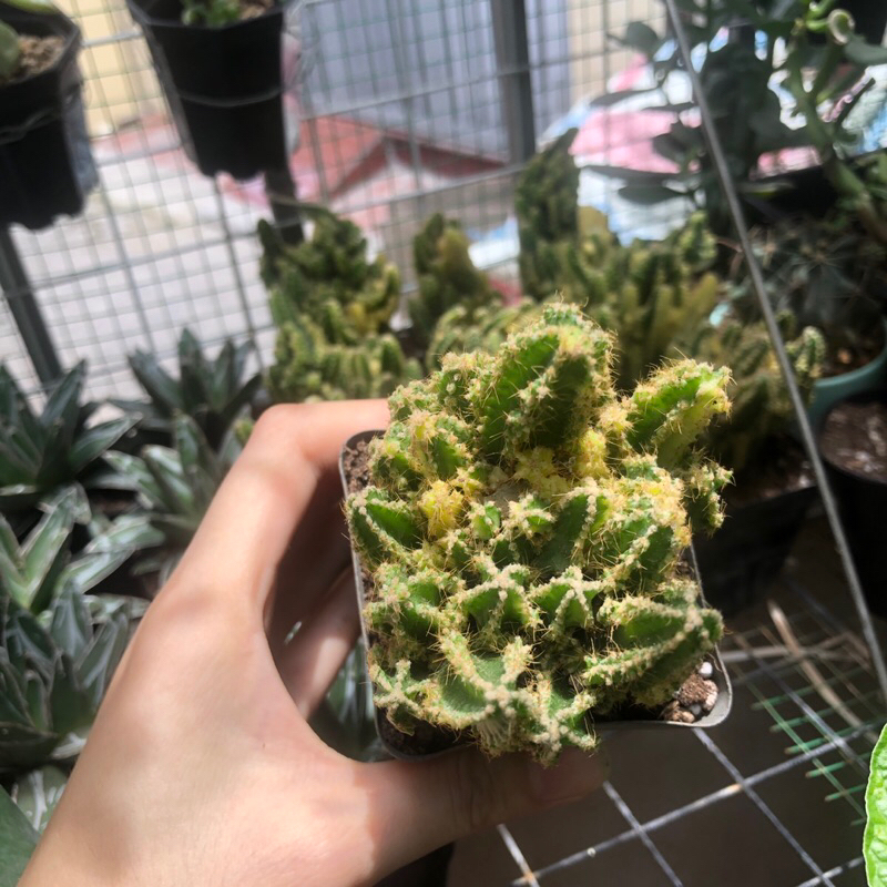 Xương rồng thanh sơn var