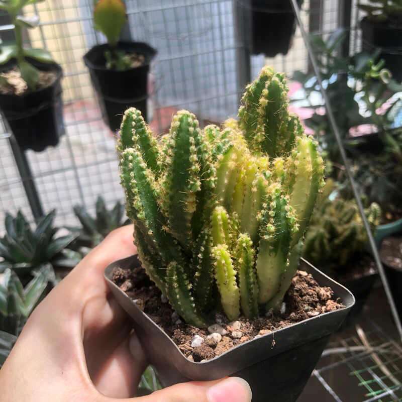 Xương rồng thanh sơn var