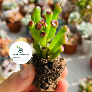Sen đá ống điếu sen đá phương anh size 2,5-4cm, cây cảnh để bàn, trang trí, lỗi 1 đổi 1