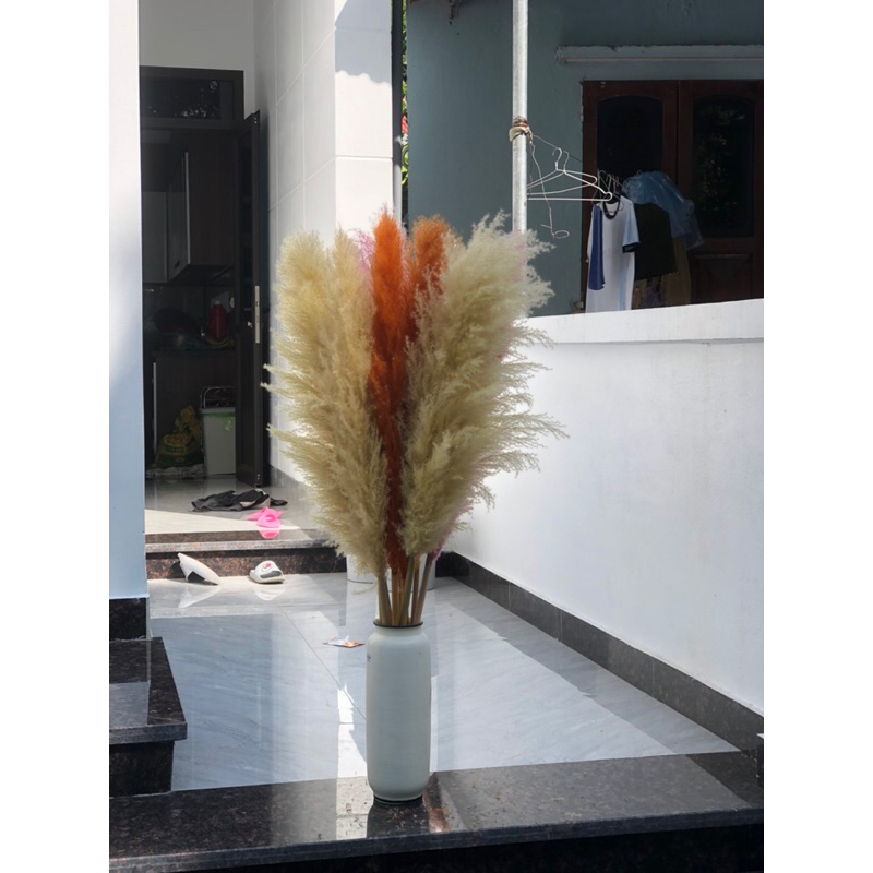 Bông lau ,cỏ lau khô, hoa khô trang trí decor nhà, trang trí shop,spa,trang trí tiệc cưới sự kiện