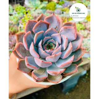 Sen đá liên đài hồng sen đá phương anh size trung bình 10-12cm, cây cảnh để bàn, trang trí nhà cửa, lỗi 1 dổi 1