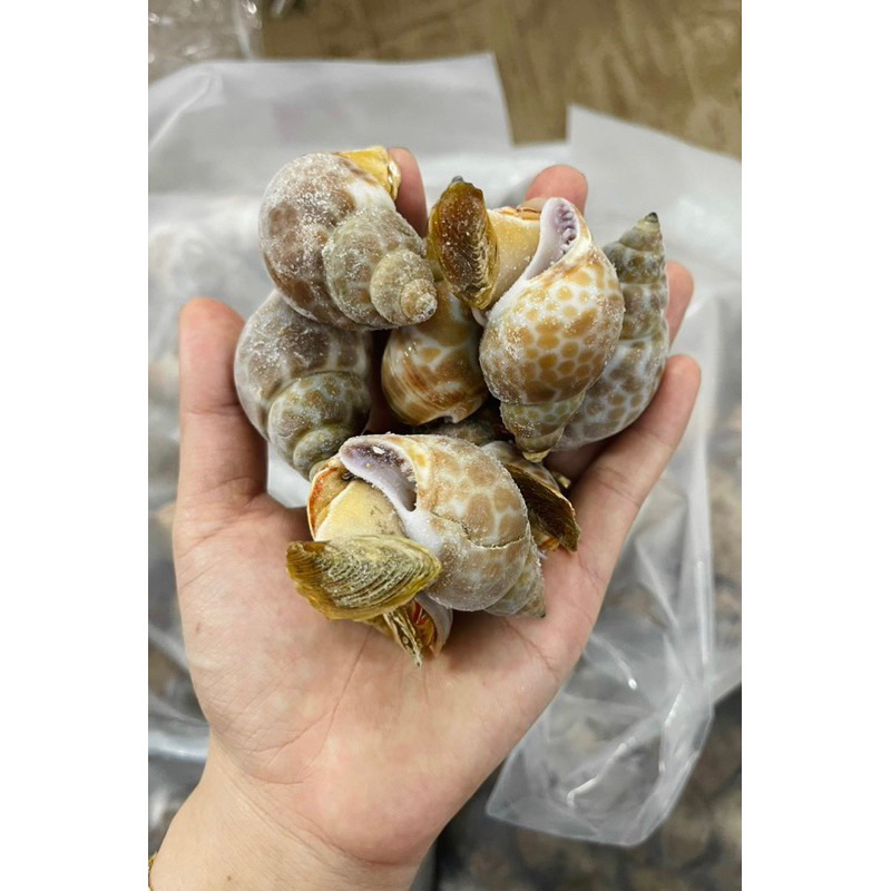 Ốc hương to ngon 1kg 👍GIÁ RẺ👍 thơm ngon giòn sần sật