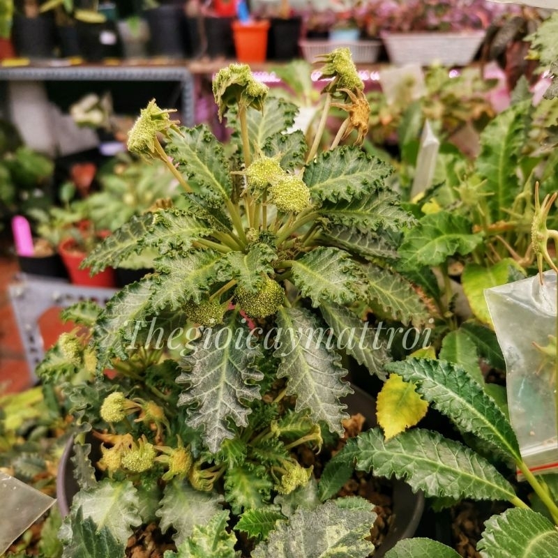 Hạt giống cây Mặt Trời Dorstenia Horwoodii thuần