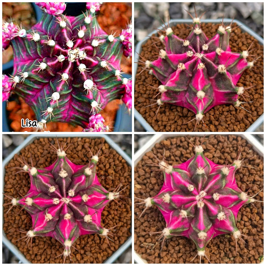 Xương rồng gym lem Lisa CACTUSONE_SHOP cây thẳng kích thướt 4-5cm