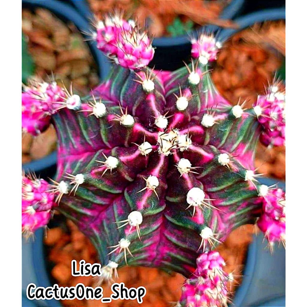 Xương rồng gym lem Lisa CACTUSONE_SHOP cây thẳng kích thướt 4-5cm