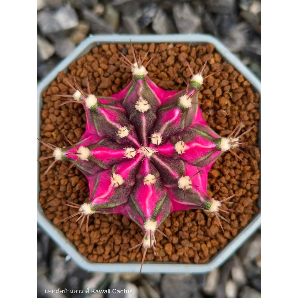 Xương rồng gym lem Lisa CACTUSONE_SHOP cây thẳng kích thướt 4-5cm