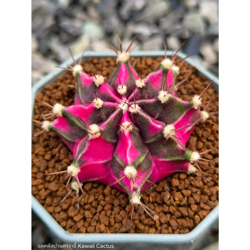 Xương rồng gym lem Lisa CACTUSONE_SHOP cây thẳng kích thướt 4-5cm