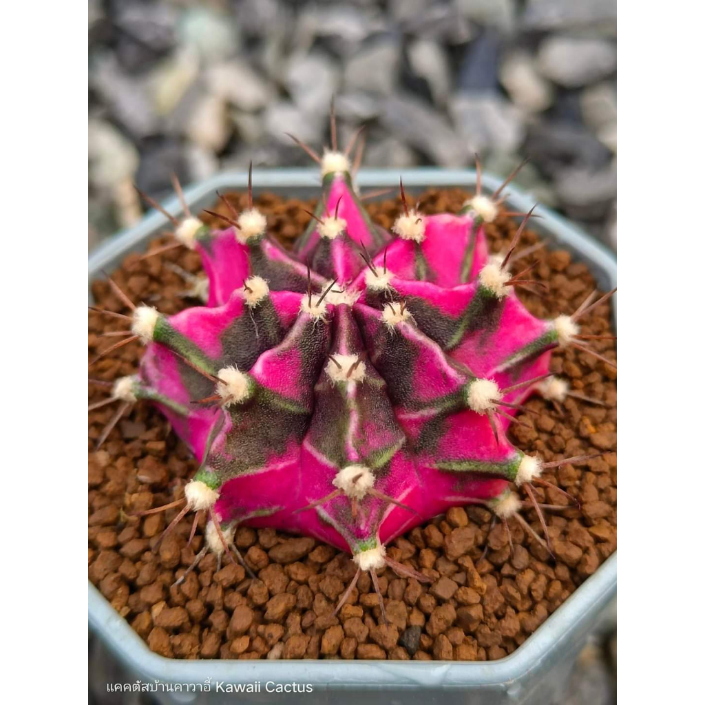 Xương rồng gym lem Lisa CACTUSONE_SHOP cây thẳng kích thướt 4-5cm