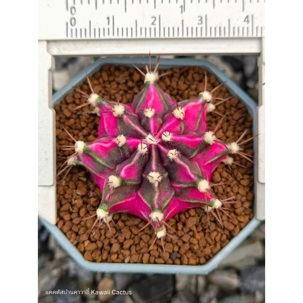 Xương rồng gym lem Lisa CACTUSONE_SHOP cây thẳng kích thướt 4-5cm