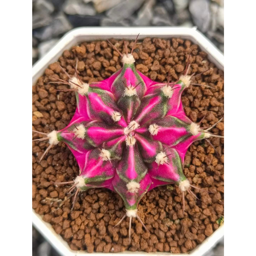 Xương rồng gym lem Lisa CACTUSONE_SHOP cây thẳng kích thướt 4-5cm