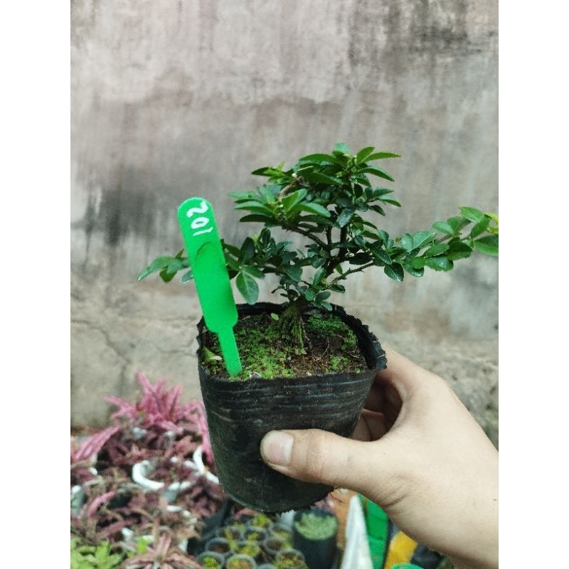 Kim quýt thái. sỉ inb