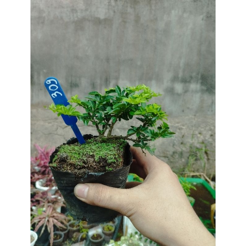 Kim quýt thái. sỉ inb