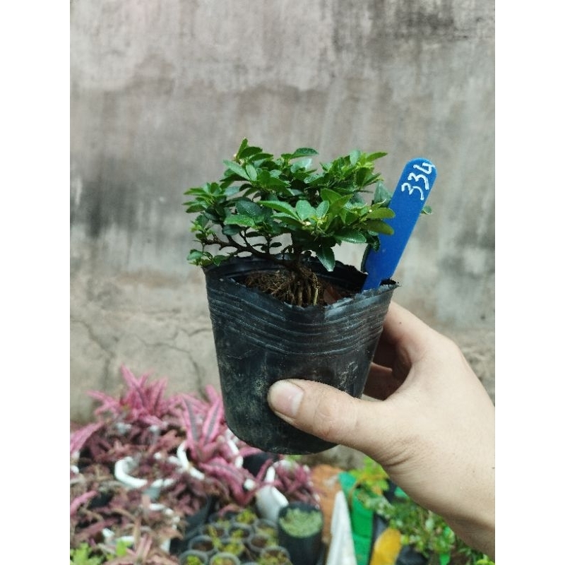 Kim quýt thái. sỉ inb