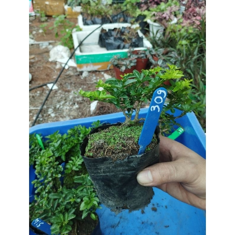 Kim quýt thái. sỉ inb