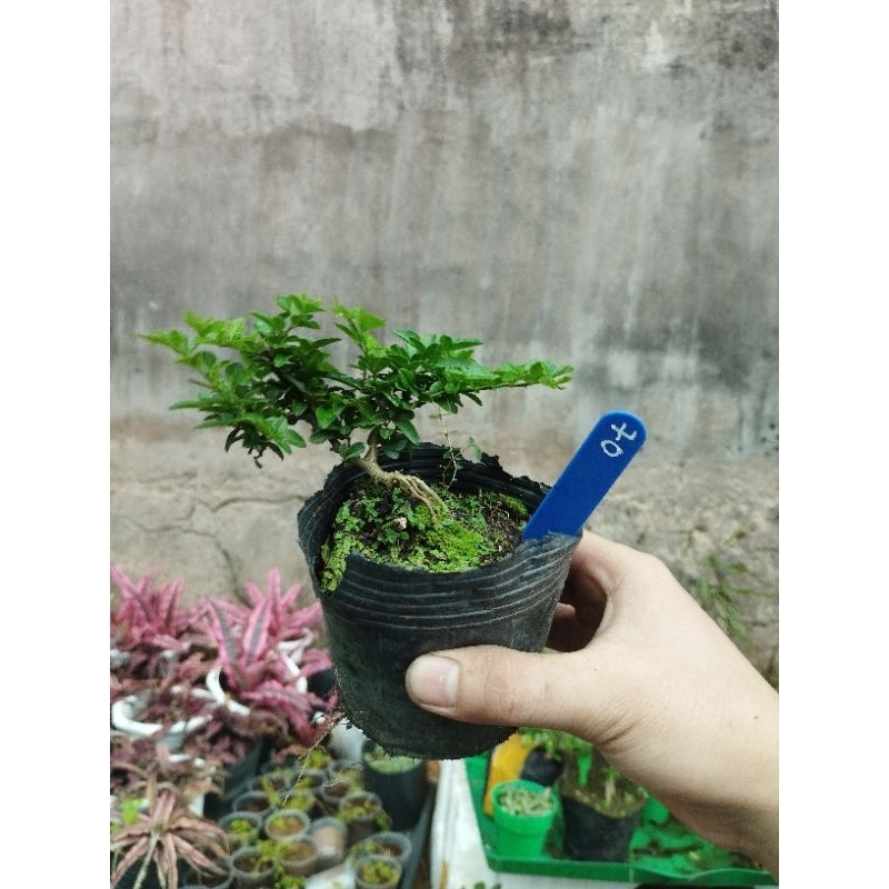 Kim quýt thái. sỉ inb