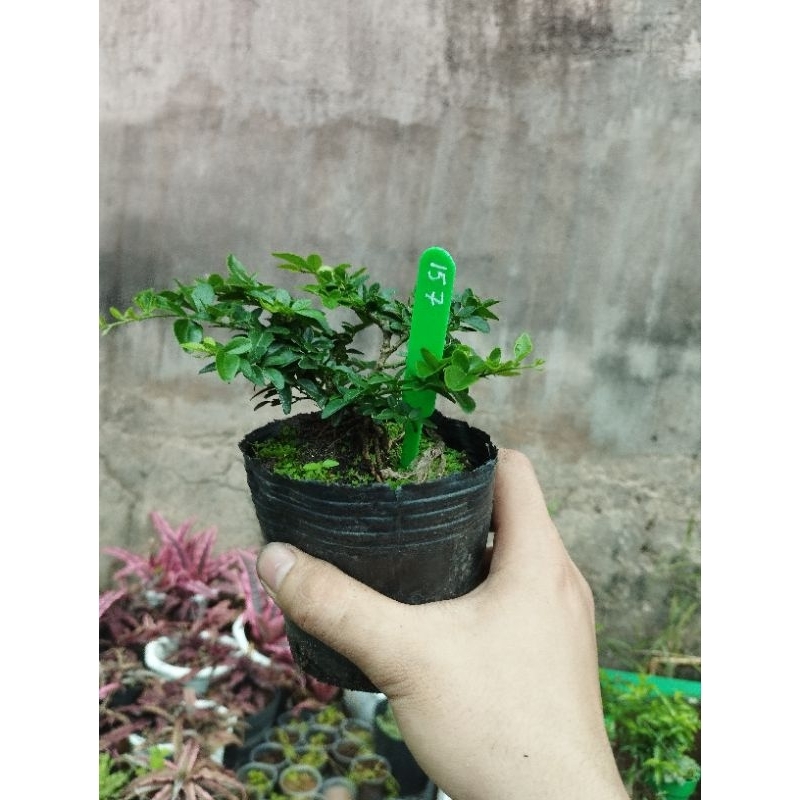 Kim quýt thái. sỉ inb