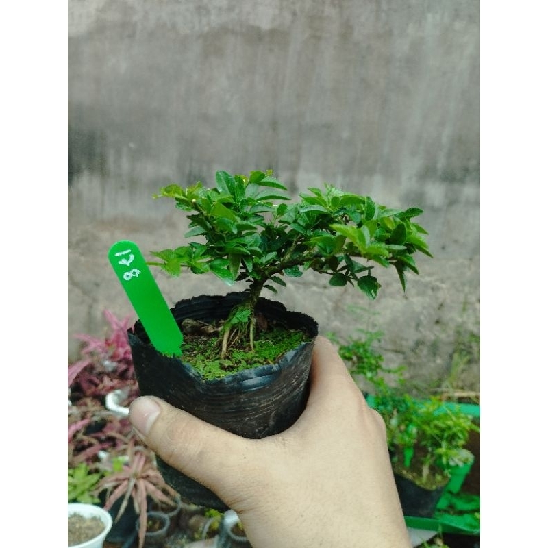 Kim quýt thái. sỉ inb