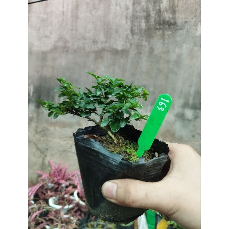 Kim quýt thái. sỉ inb