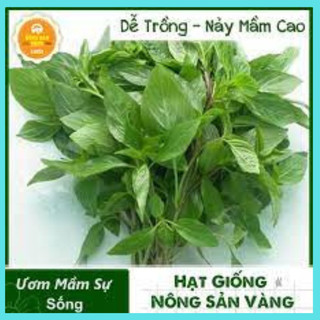 1gr hạt giống rau húng quế rau gia vị - lá é