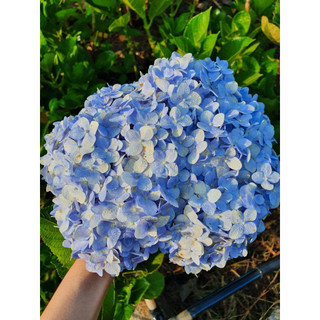 HOA TÚ CẦU - GIAO HÀNG HỎA TỐC