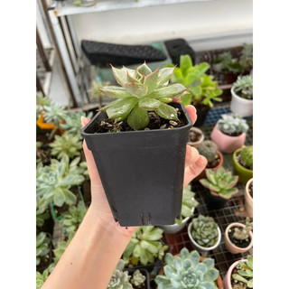 Đế xám đột biến lá