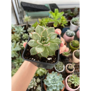 Đế xám đột biến lá