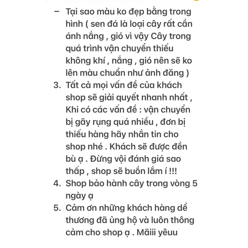 Sen Đá Bướm Sò Mini