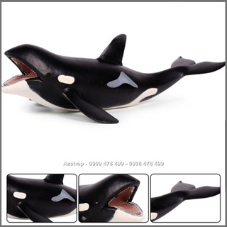 Mô Hình Cá Voi Sát Thủ Hunter Whale - Size Trung 22cm
