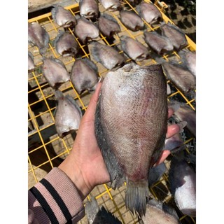 khô sặc bổi loại đại