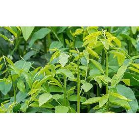 10 hạt giống rau ngót (rau bồ ngót)