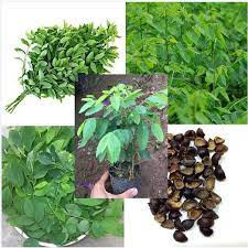 10 hạt giống rau ngót (rau bồ ngót)