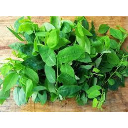 10 hạt giống rau ngót (rau bồ ngót)