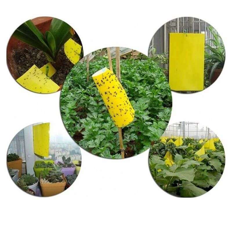 Miếng bẫy dính côn trùng ruồi, muỗi hai mặt siêu thu hút, siêu dính an toàn sinh học