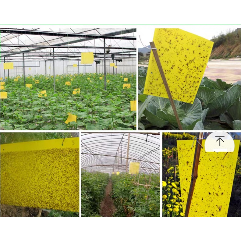 Miếng bẫy dính côn trùng ruồi, muỗi hai mặt siêu thu hút, siêu dính an toàn sinh học