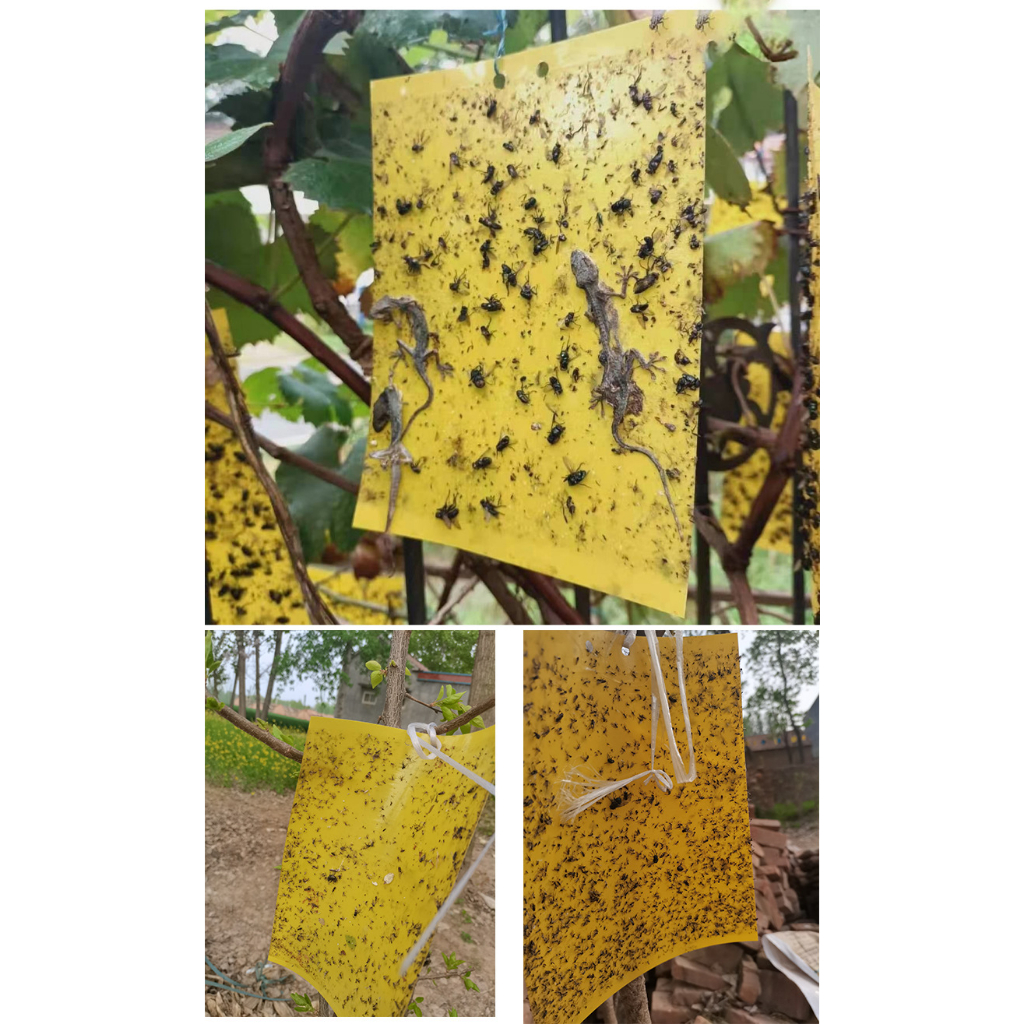 Miếng bẫy dính côn trùng ruồi, muỗi hai mặt siêu thu hút, siêu dính an toàn sinh học