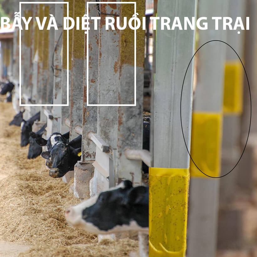 Miếng bẫy dính côn trùng ruồi, muỗi hai mặt siêu thu hút, siêu dính an toàn sinh học