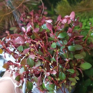 Cây thủy sinh TÂN ĐẾ TÀI HỒNG lá cạn