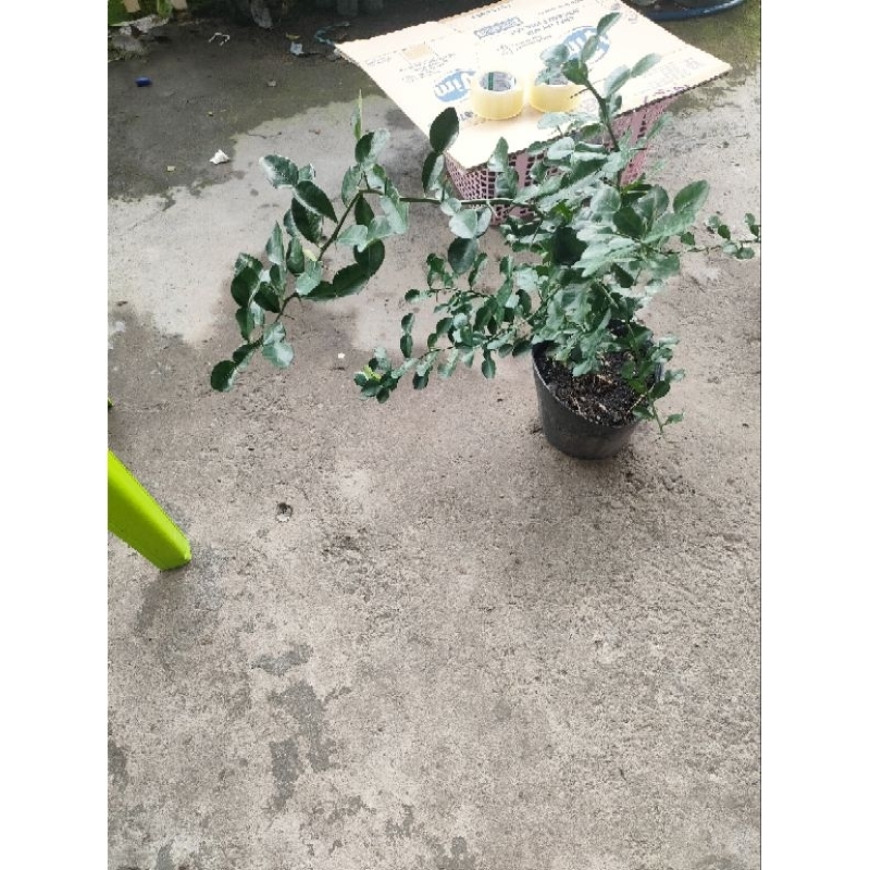 Cây 150k. cây giống khoẻ. dạng phôi, đã hơn năm rồi, cao tầm 50- 70cm, khoẻ.