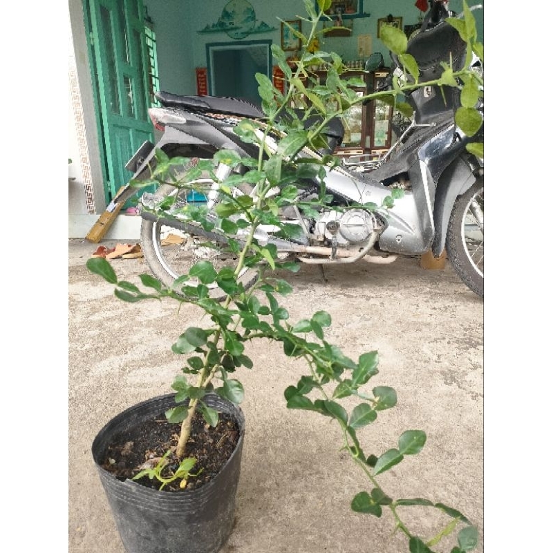Cây 150k. cây giống khoẻ. dạng phôi, đã hơn năm rồi, cao tầm 50- 70cm, khoẻ.