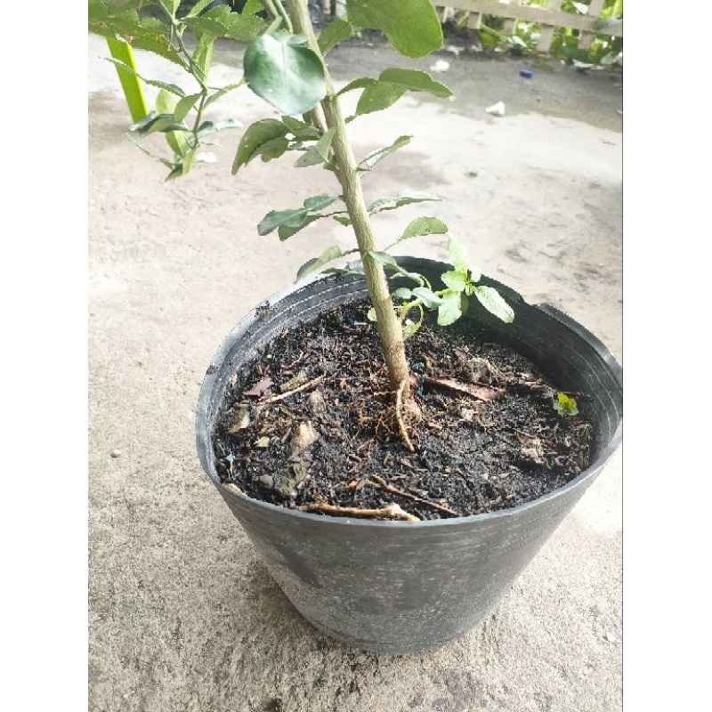 Cây 150k. cây giống khoẻ. dạng phôi, đã hơn năm rồi, cao tầm 50- 70cm, khoẻ.