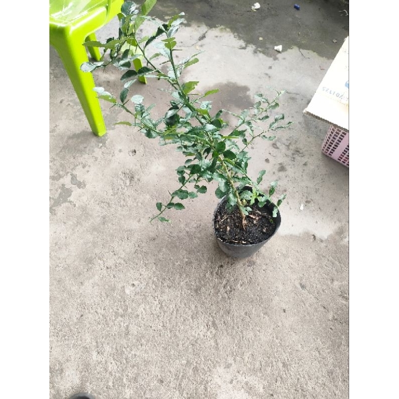 Cây 150k. cây giống khoẻ. dạng phôi, đã hơn năm rồi, cao tầm 50- 70cm, khoẻ.