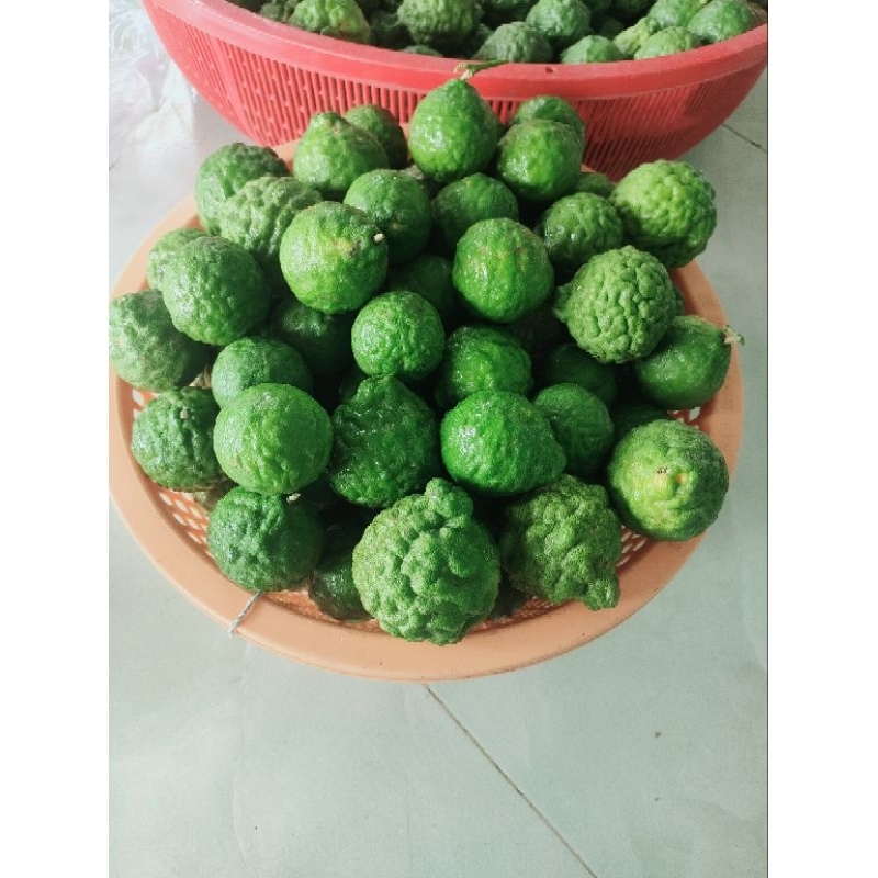 Cây 150k. cây giống khoẻ. dạng phôi, đã hơn năm rồi, cao tầm 50- 70cm, khoẻ.
