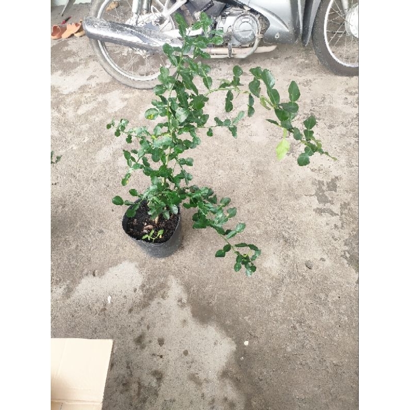 Cây 150k. cây giống khoẻ. dạng phôi, đã hơn năm rồi, cao tầm 50- 70cm, khoẻ.