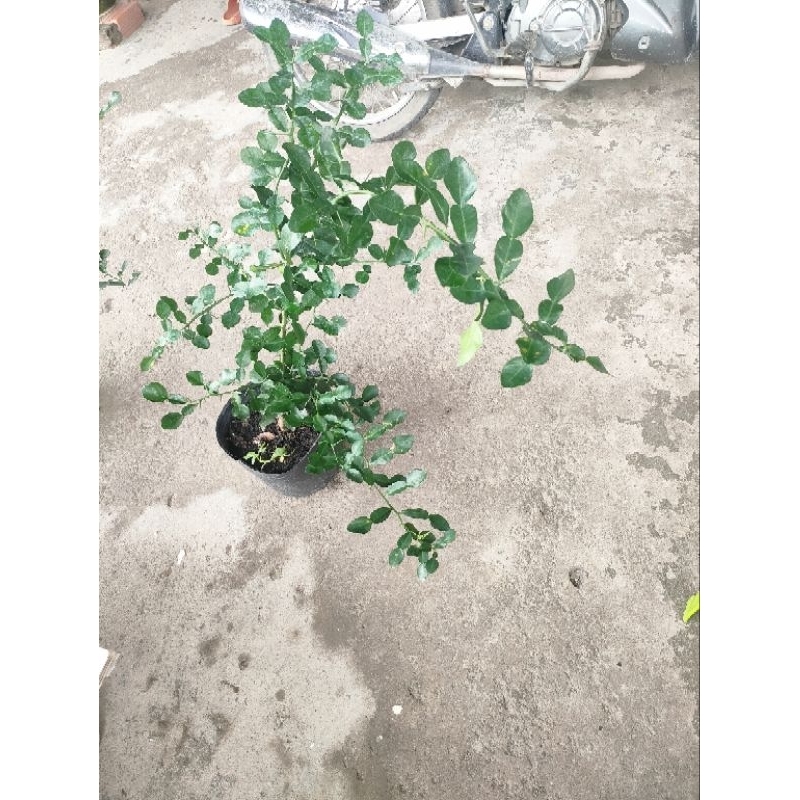 Cây 150k. cây giống khoẻ. dạng phôi, đã hơn năm rồi, cao tầm 50- 70cm, khoẻ.