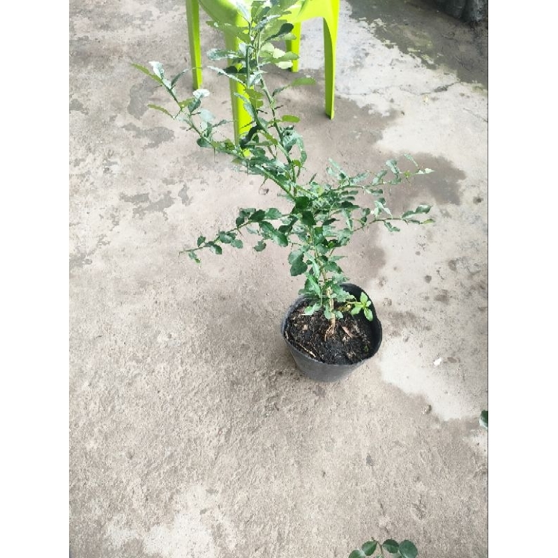 Cây 150k. cây giống khoẻ. dạng phôi, đã hơn năm rồi, cao tầm 50- 70cm, khoẻ.