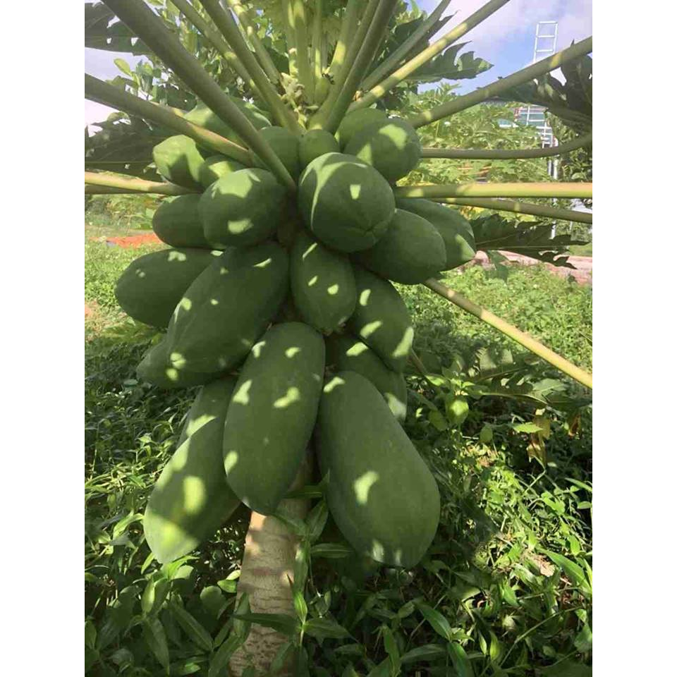 Cây giống đu đủ lùn Thái lan siêu sớm