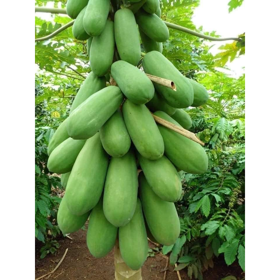 Cây giống đu đủ lùn Thái lan siêu sớm