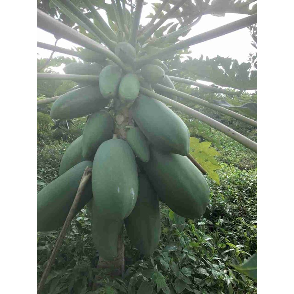 Cây giống đu đủ lùn Thái lan siêu sớm